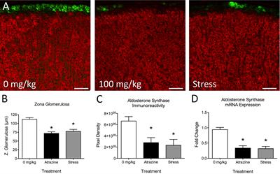 The Herbicide Atrazine Potentiates Angiotensin II-Induced Aldosterone Synthesis and Release From Adrenal Cells